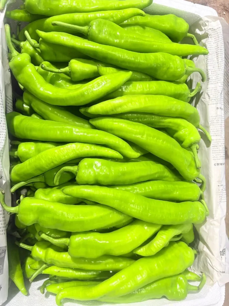牛角尖椒